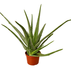 Aloe Vera - photo 3