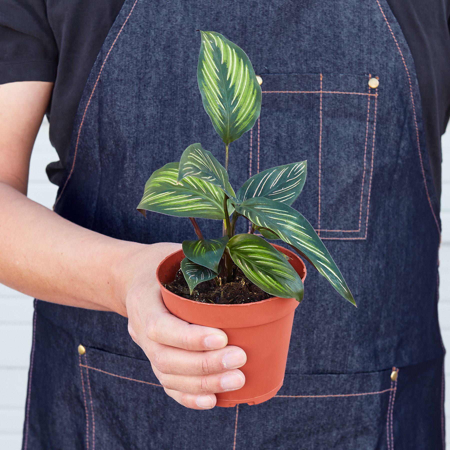 Calathea 'Beauty Star' - photo 3