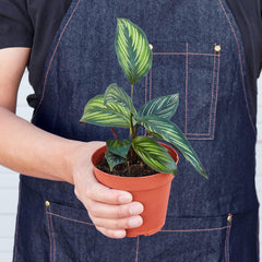 Calathea 'Beauty Star' - photo 3