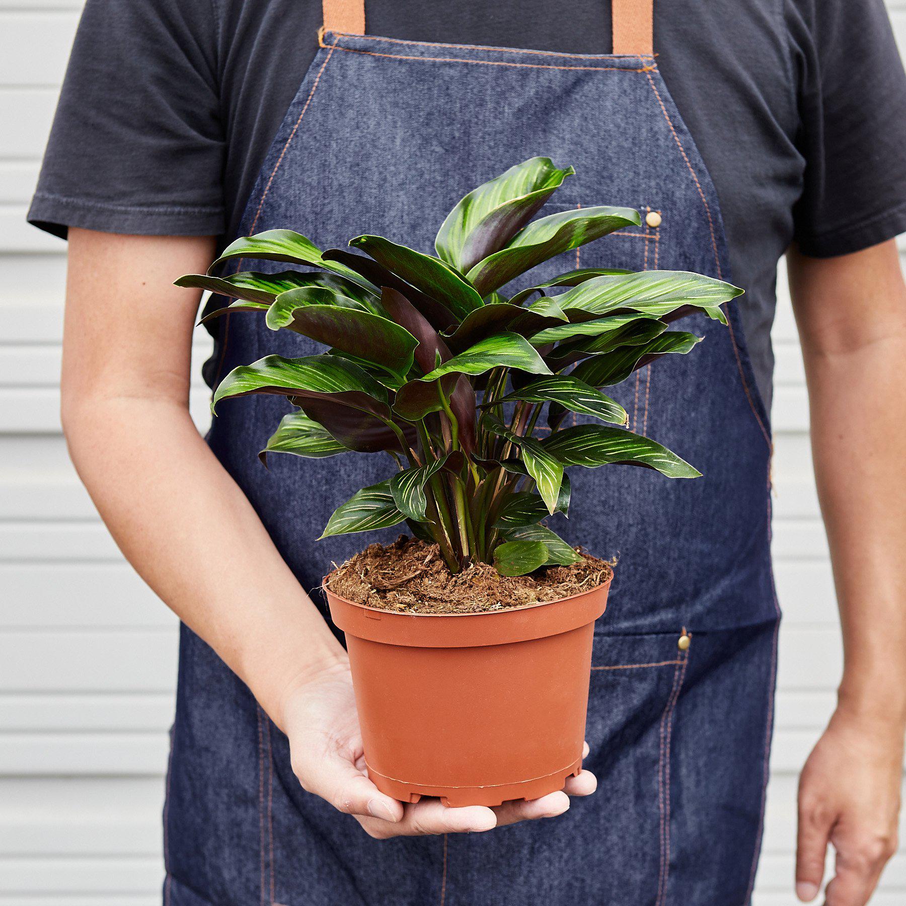 Calathea 'Beauty Star' - photo 5
