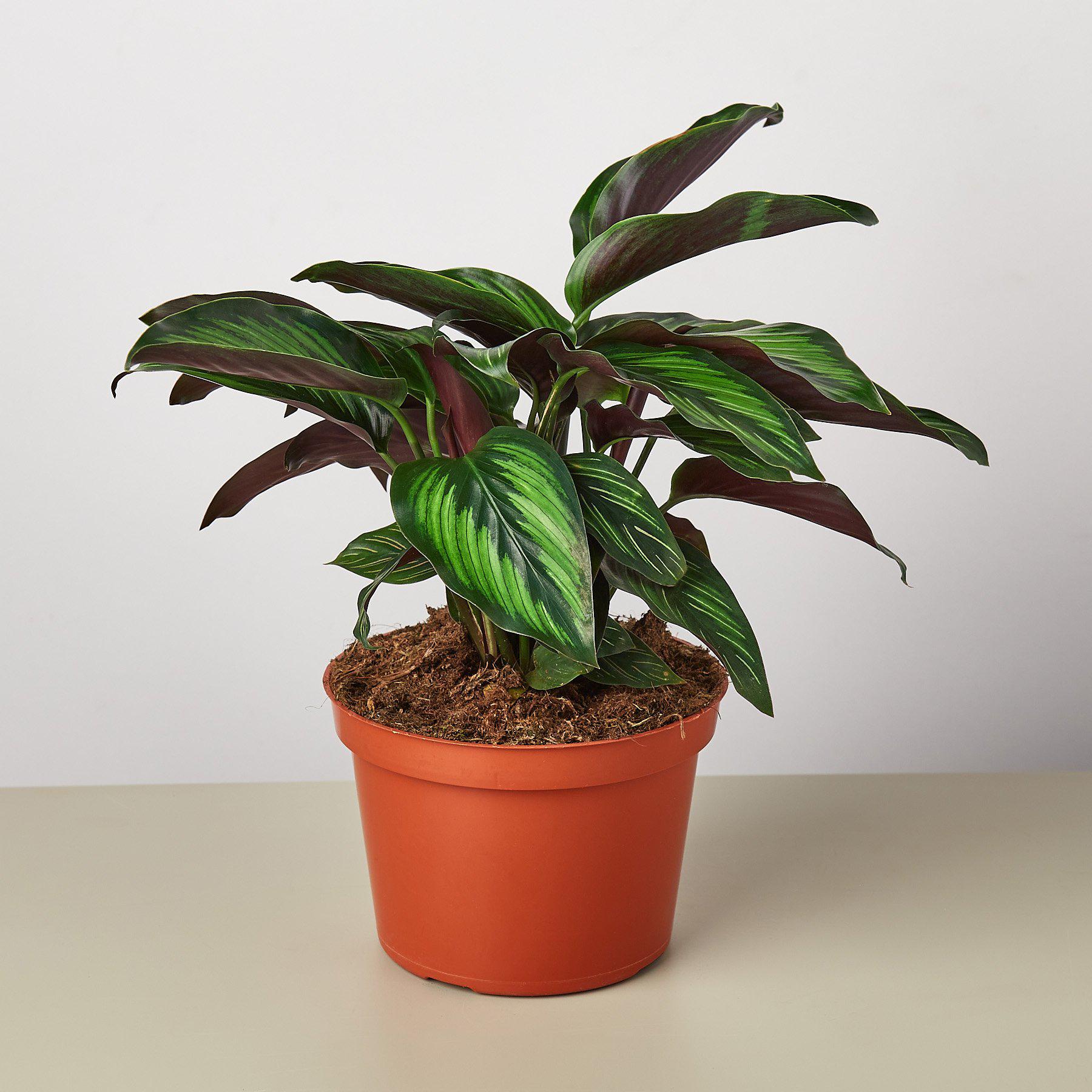 Calathea 'Beauty Star' - photo 4
