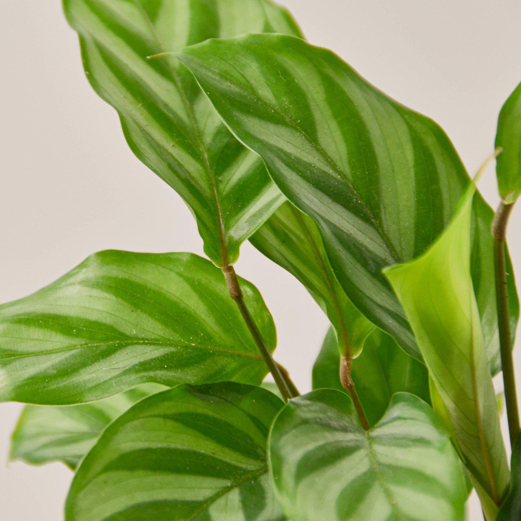 Calathea Concinna 'Freddie' - photo 2