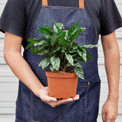 Calathea Concinna 'Freddie' - photo 4