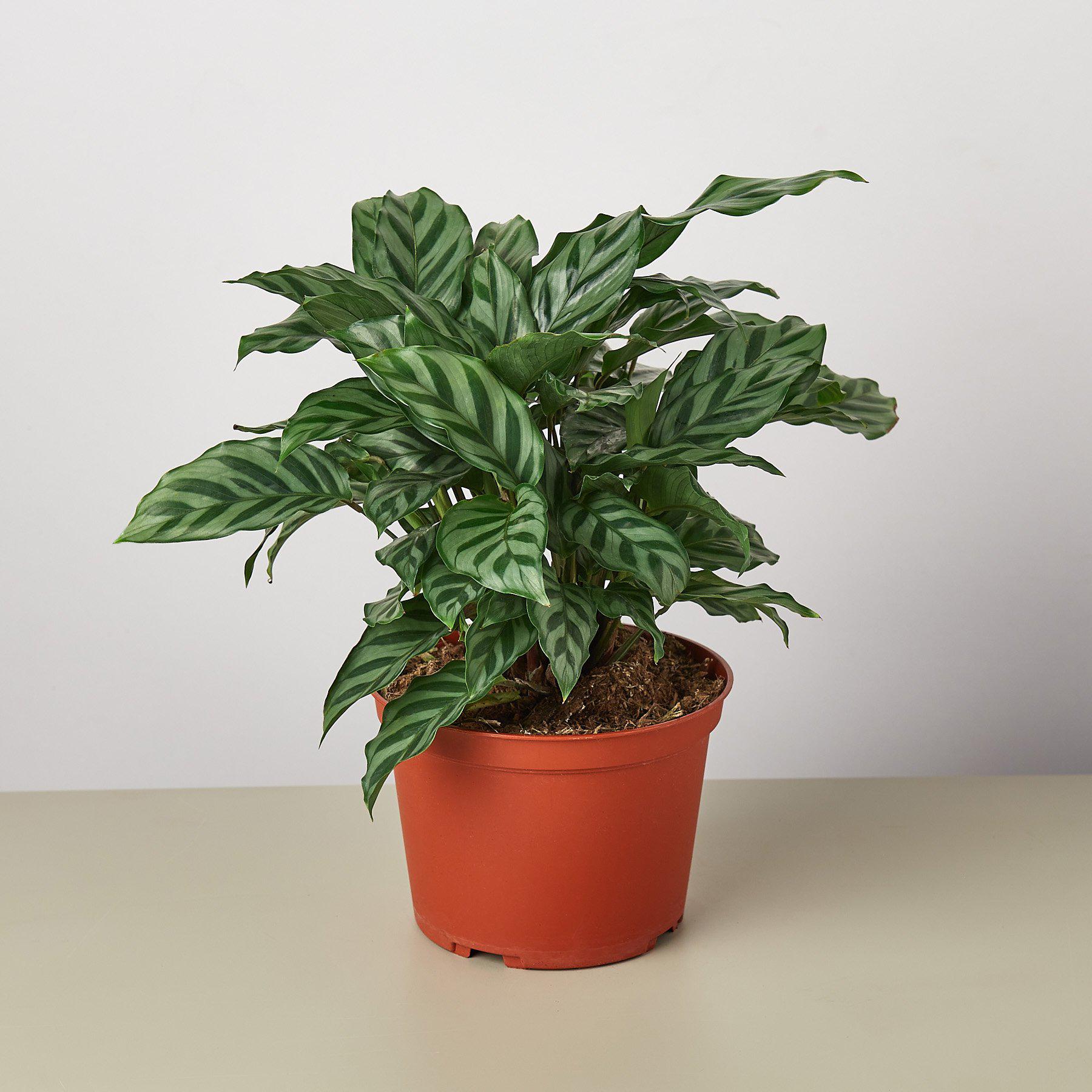 Calathea Concinna 'Freddie' - photo 3