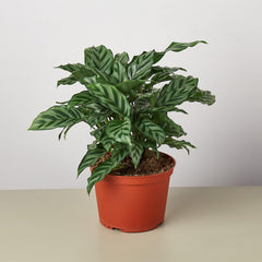 Calathea Concinna 'Freddie' - photo 3