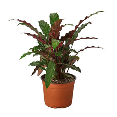 Calathea Rufibarba 'Furry Feather' - photo 3