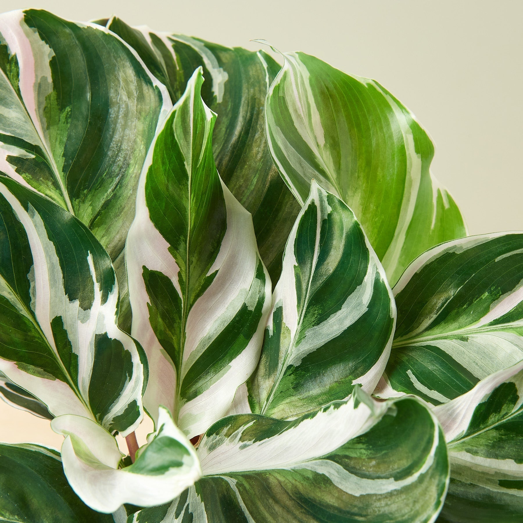 Calathea 'White Fusion' - photo 2