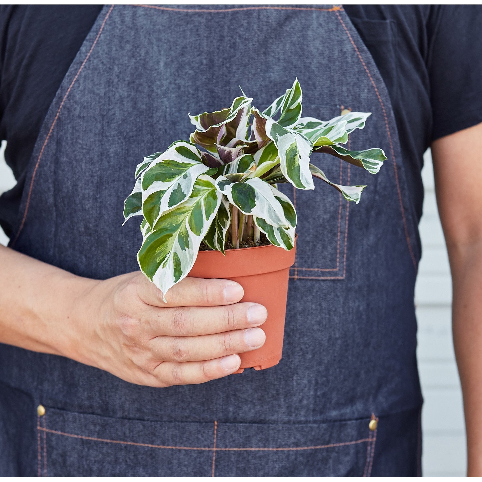Calathea 'White Fusion' - photo 3
