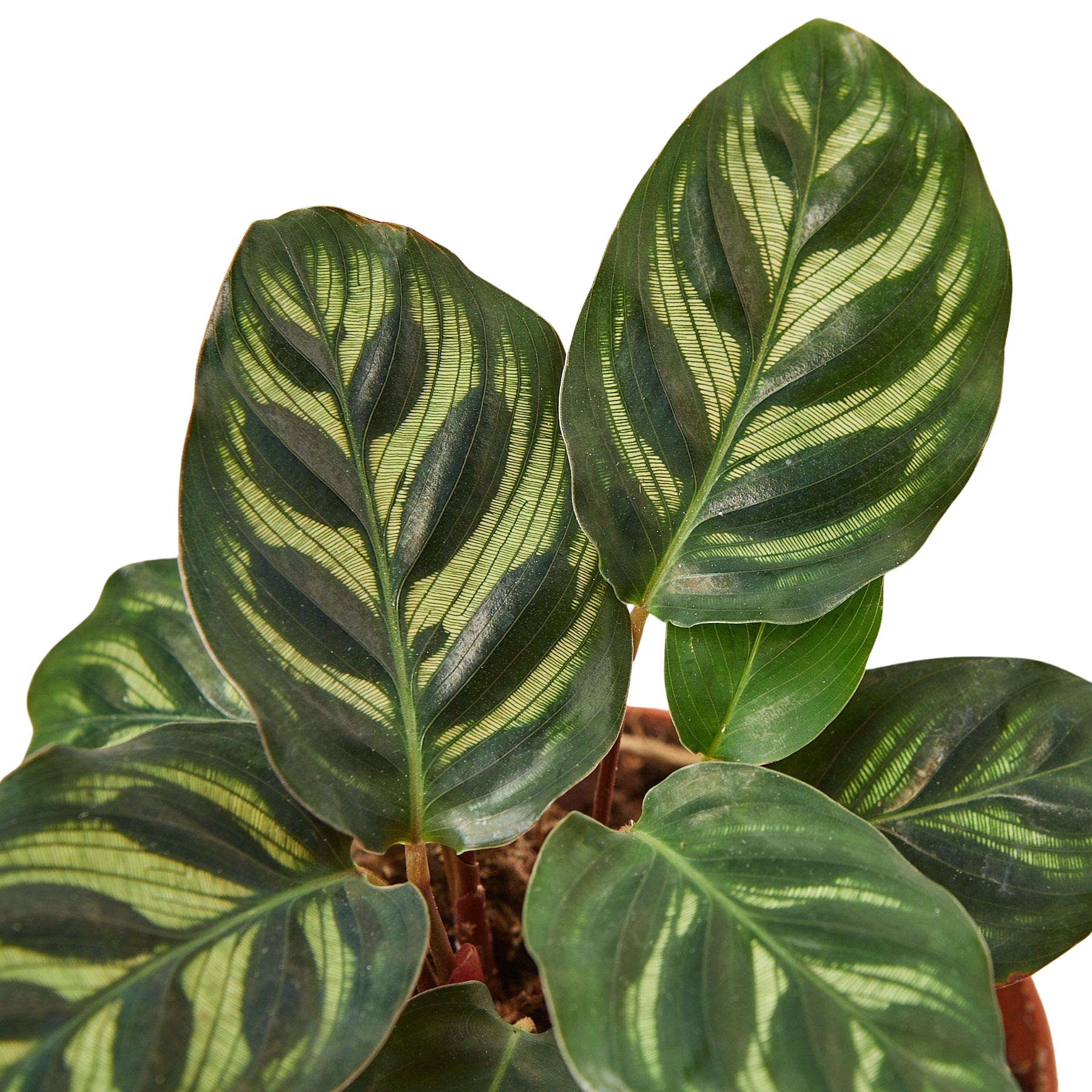 Calathea 'Makoyana' - photo 5