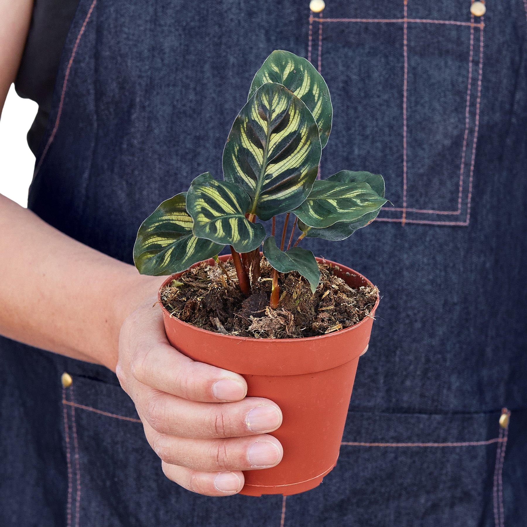 Calathea 'Makoyana' - photo 6