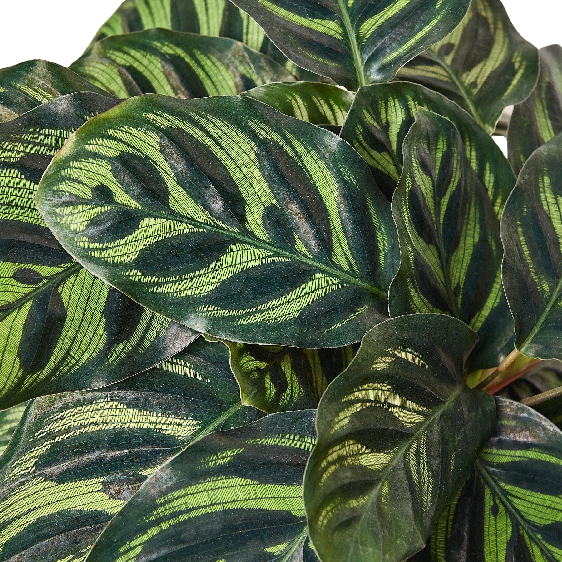 Calathea 'Makoyana' - photo 7
