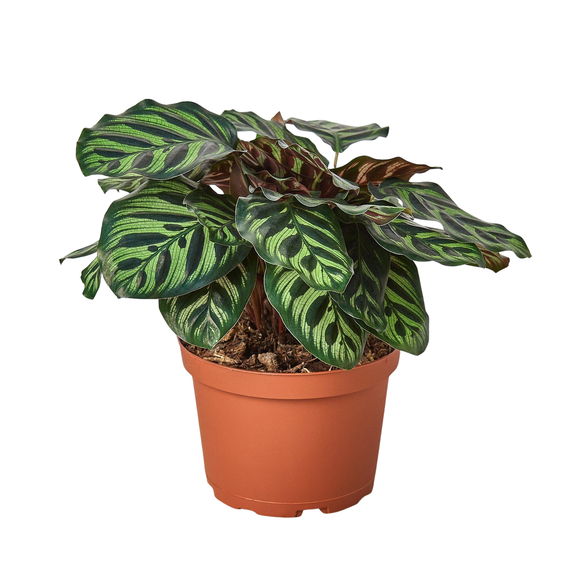Calathea 'Makoyana' live houseplant
