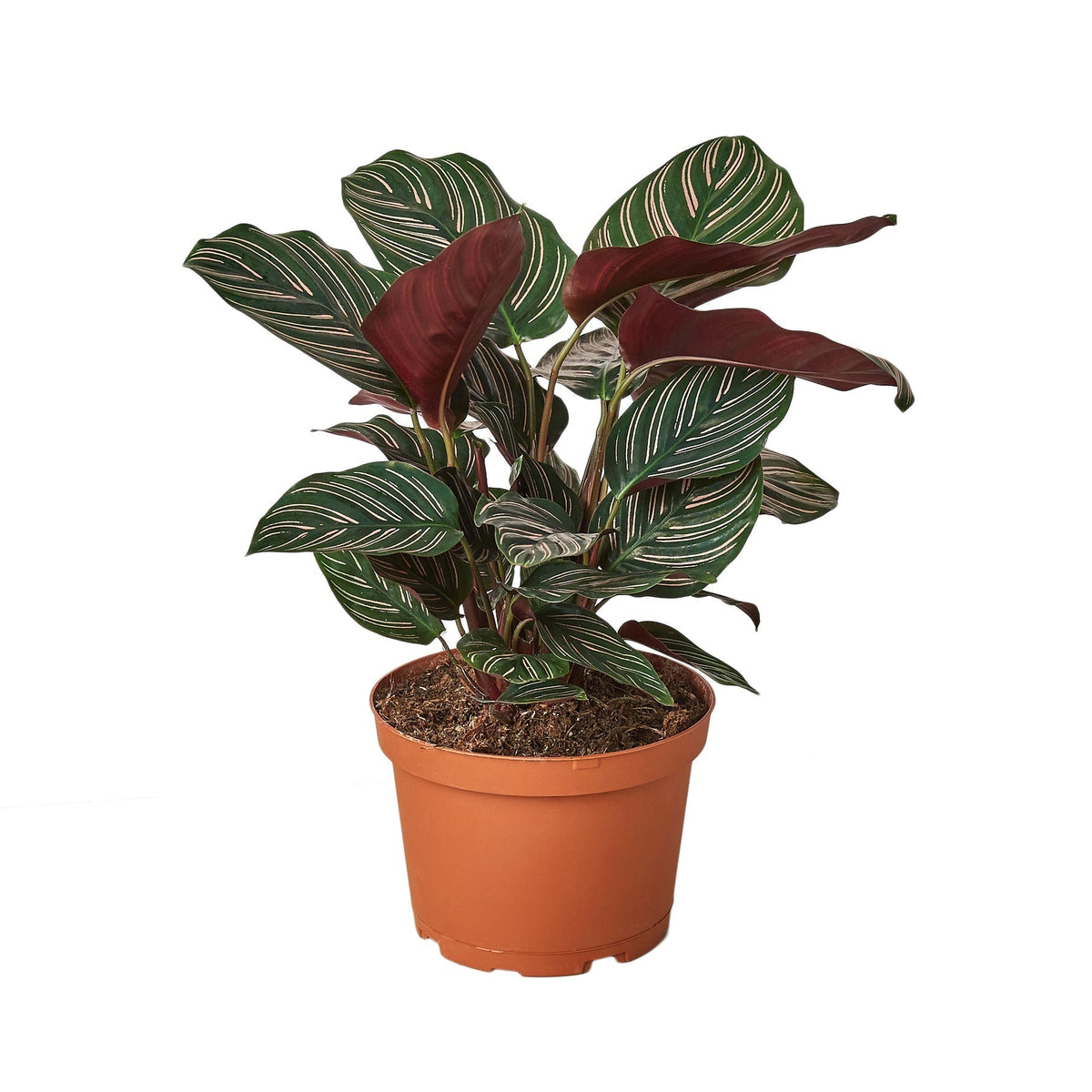 Calathea 'Ornata' - 6" Pot live houseplant