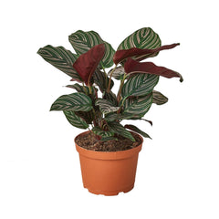 Calathea 'Ornata' - 6" Pot live houseplant
