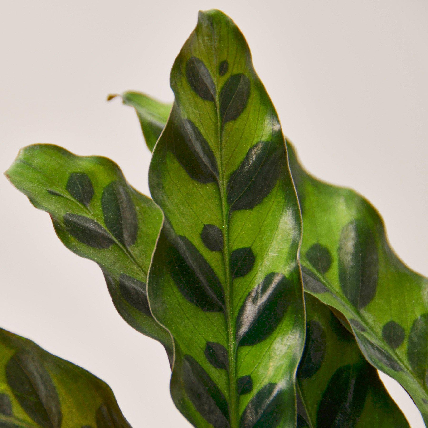 Calathea Lancifolia 'Rattlesnake' - photo 2