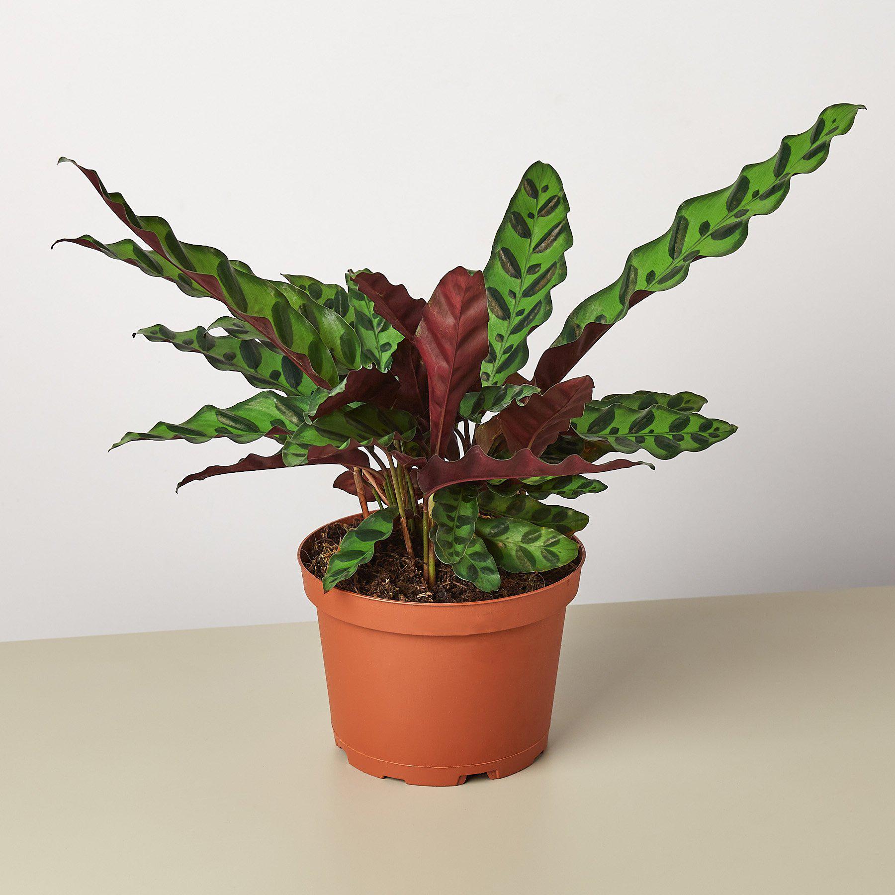 Calathea Lancifolia 'Rattlesnake' - photo 3