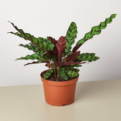 Calathea Lancifolia 'Rattlesnake' - photo 3