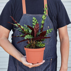 Calathea Lancifolia 'Rattlesnake' - photo 4