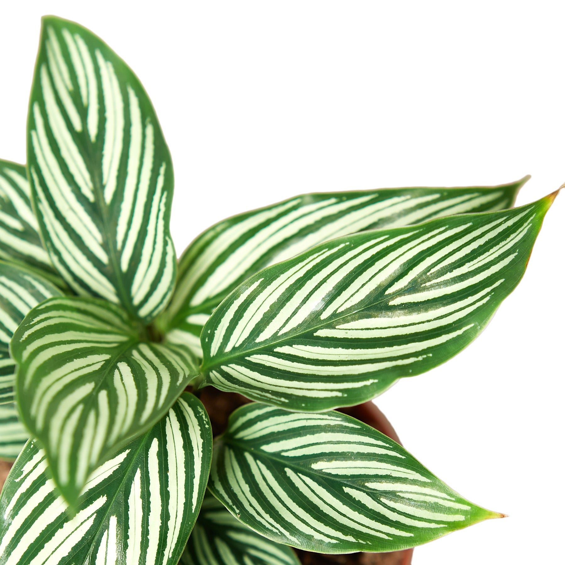 Calathea 'Vittata' - photo 2