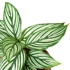Calathea 'Vittata' - photo 2