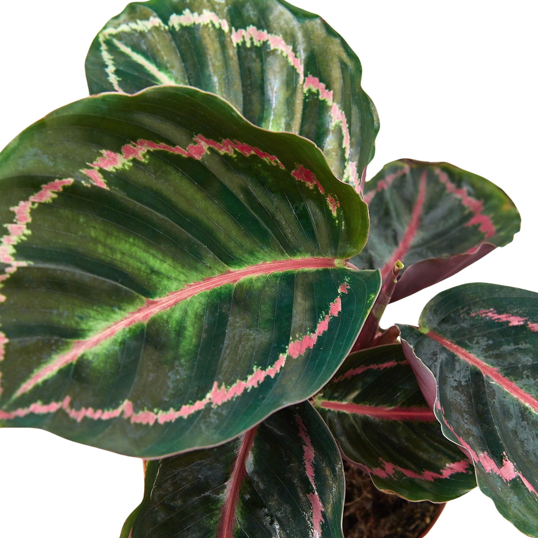 Calathea 'Dottie' - photo 2