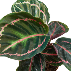 Calathea 'Dottie' - photo 2