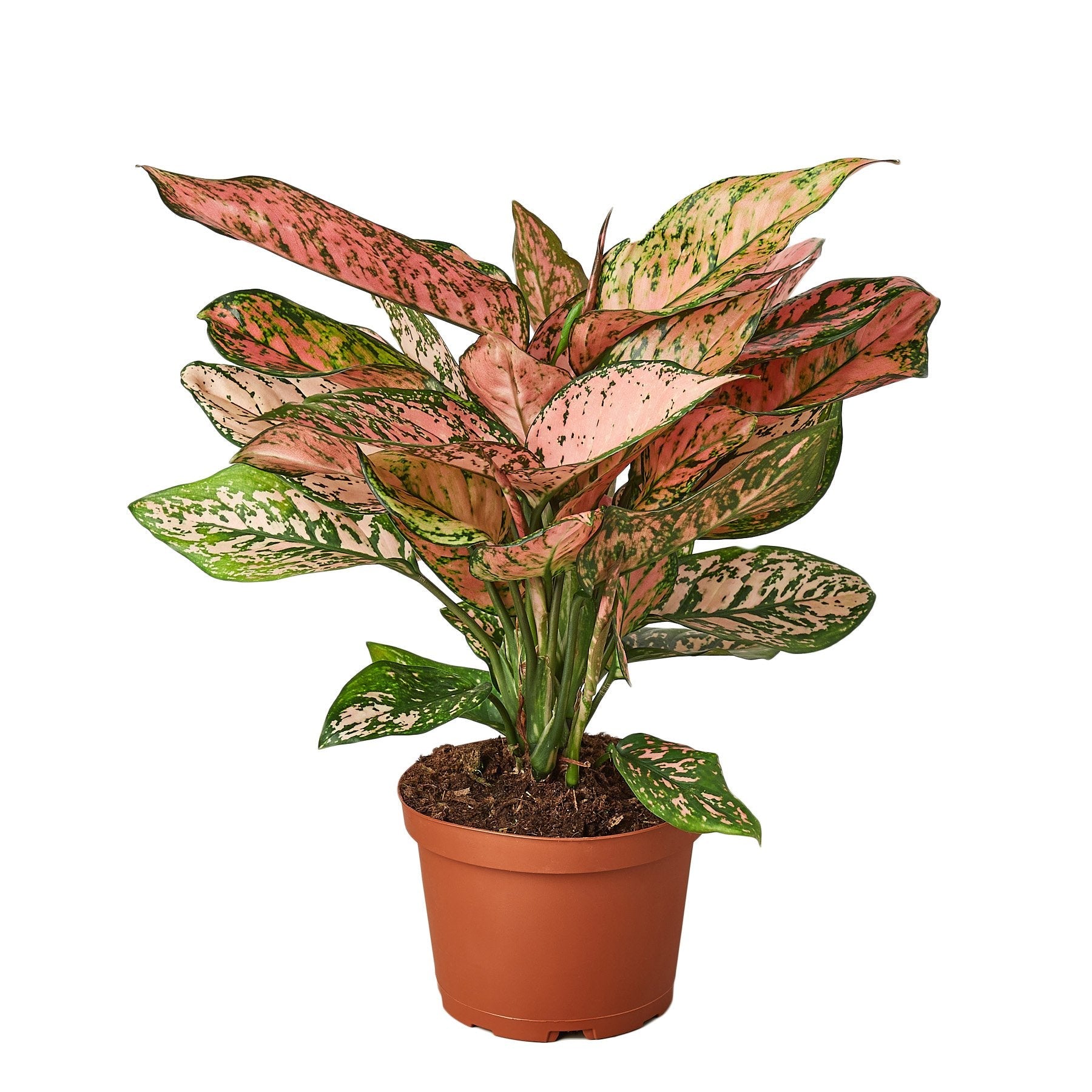 Chinese Evergreen 'Lady Valentine' - photo 4