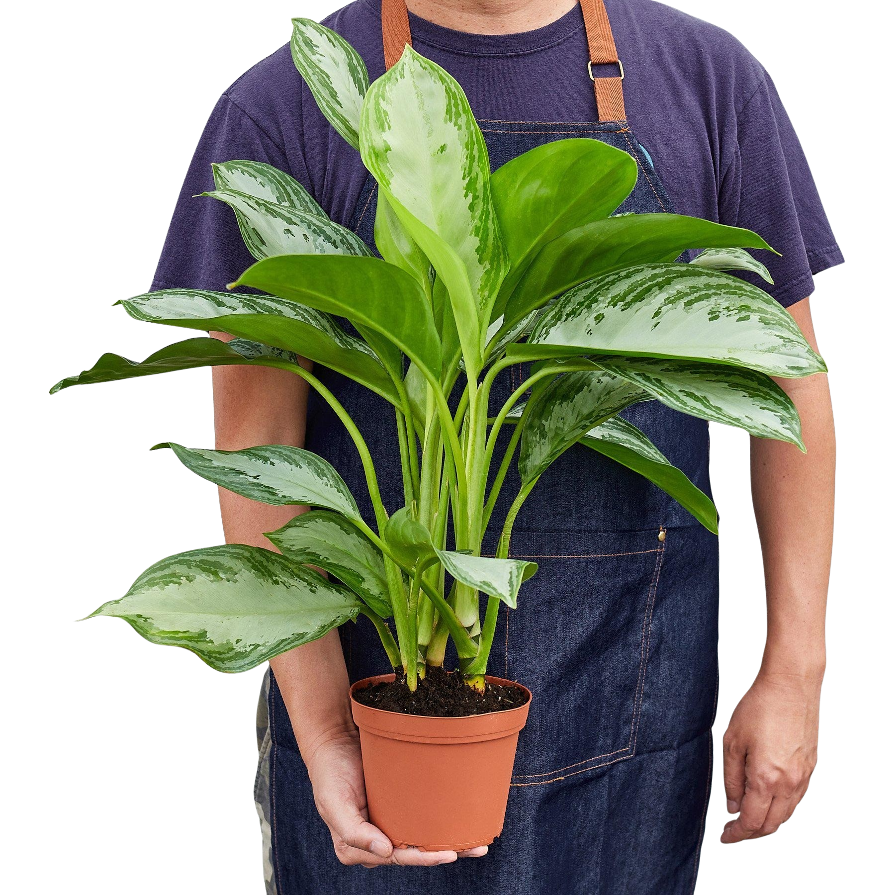 Chinese Evergreen 'Silver Bay' - photo 4