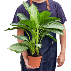 Chinese Evergreen 'Silver Bay' - photo 4