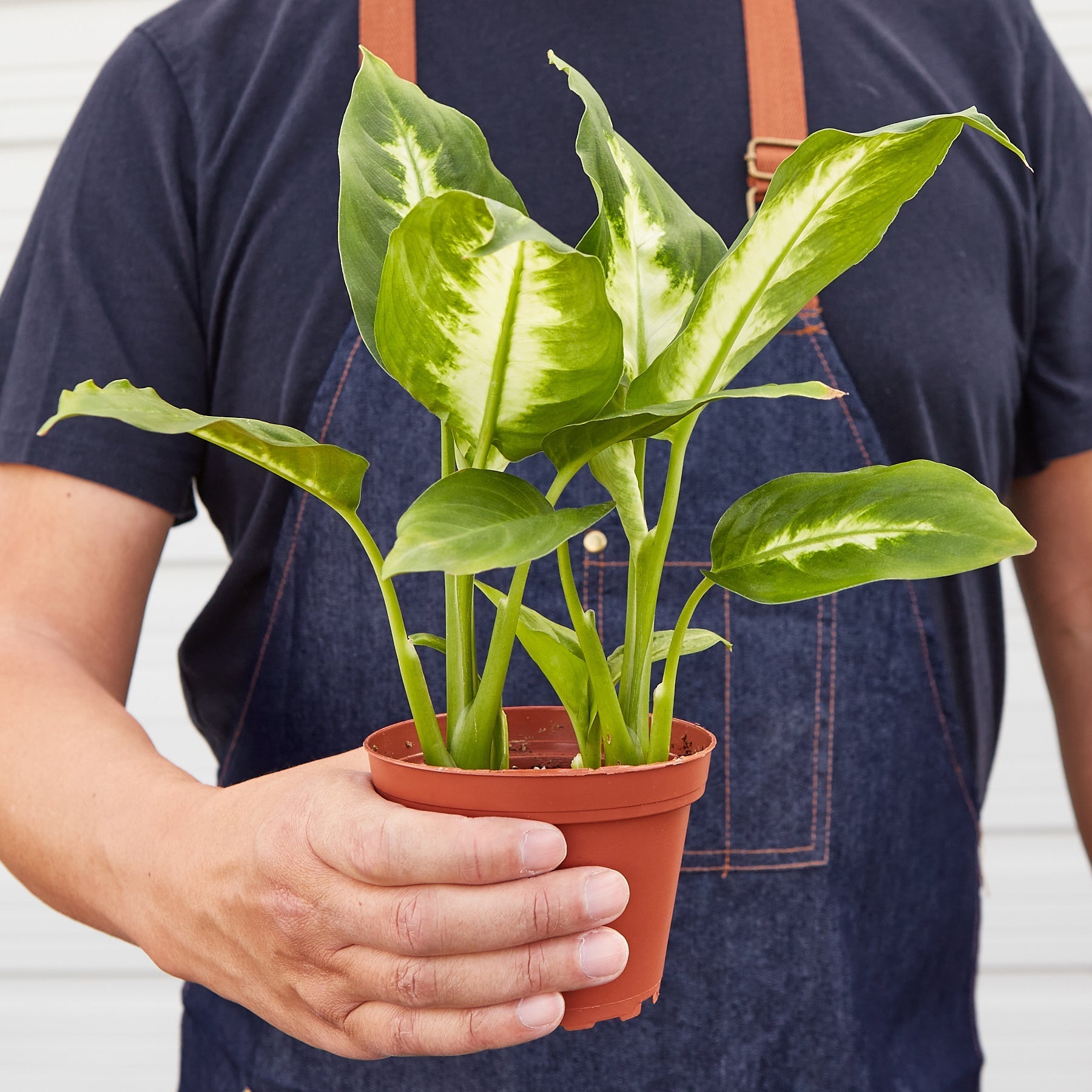 Dieffenbachia Camille - photo 4