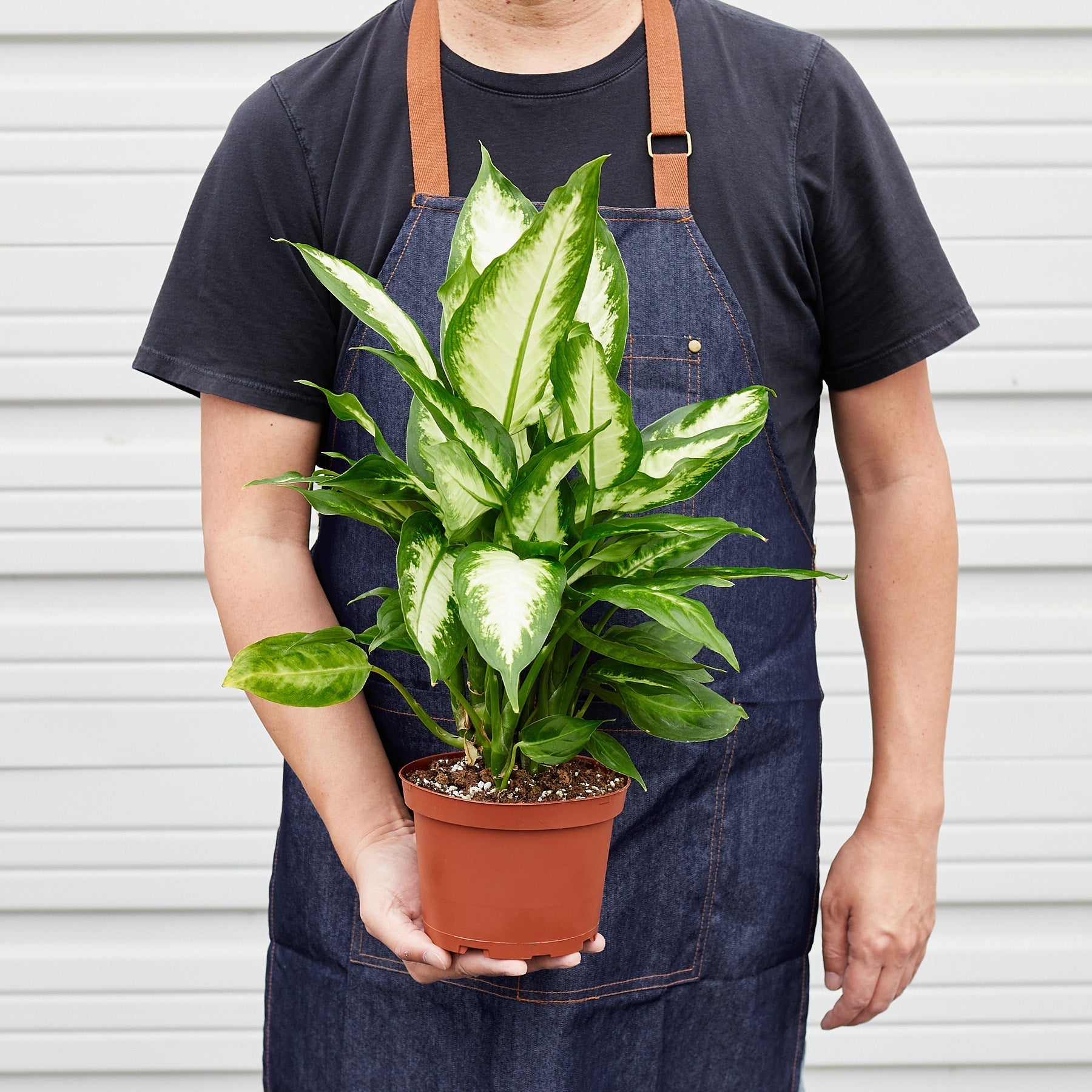 Dieffenbachia Camille - photo 5