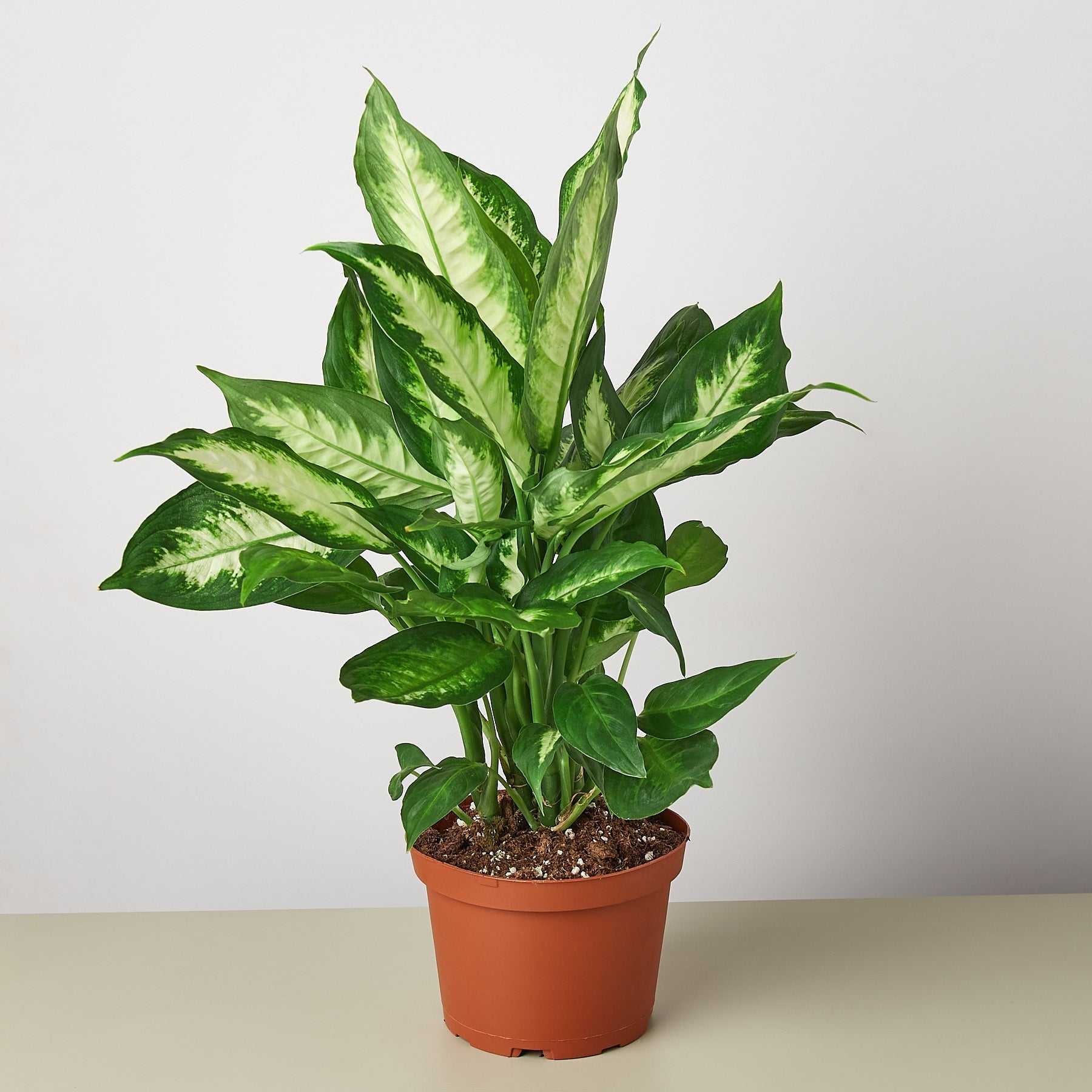 Dieffenbachia Camille live houseplant