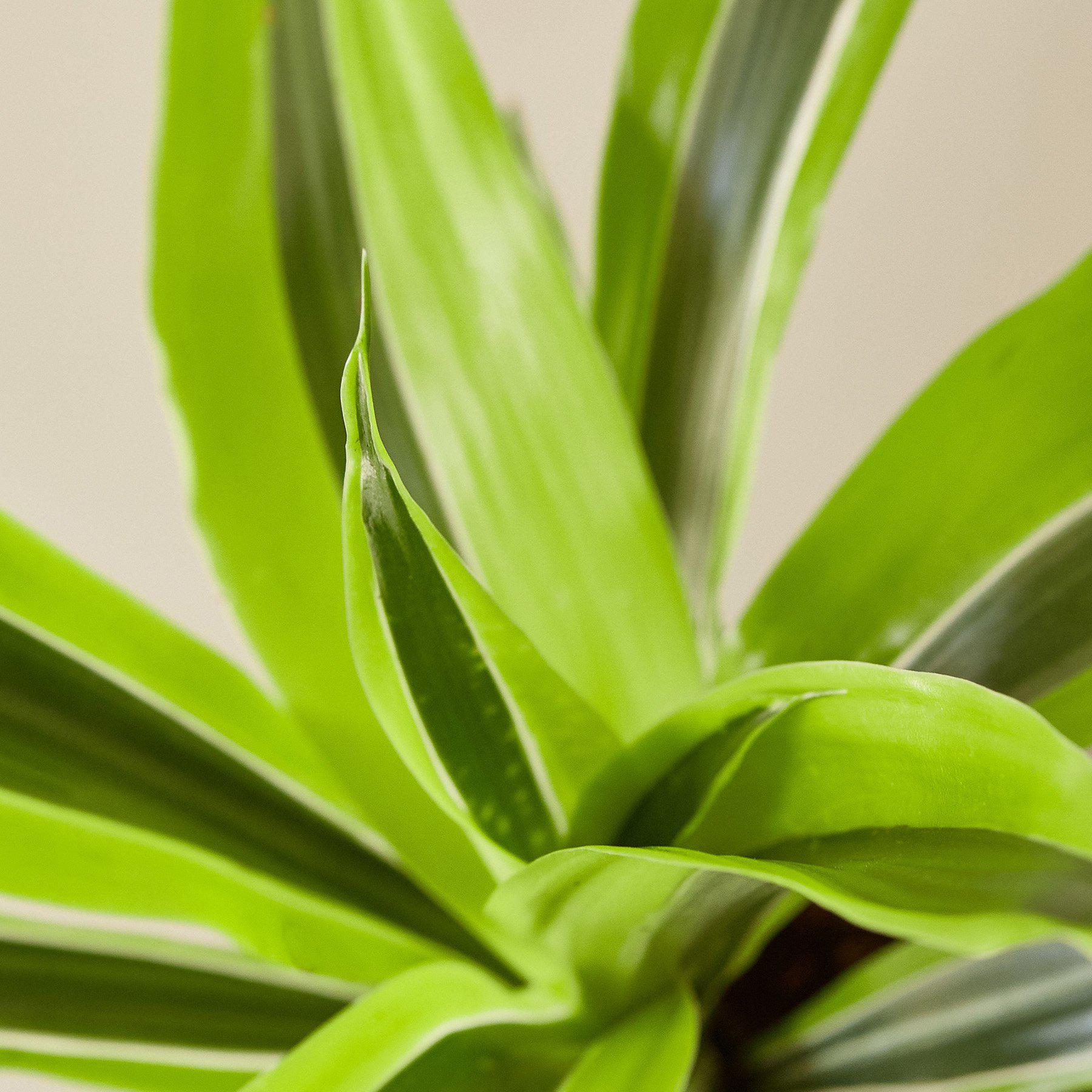 Dracaena 'Lemon Lime' - photo 2