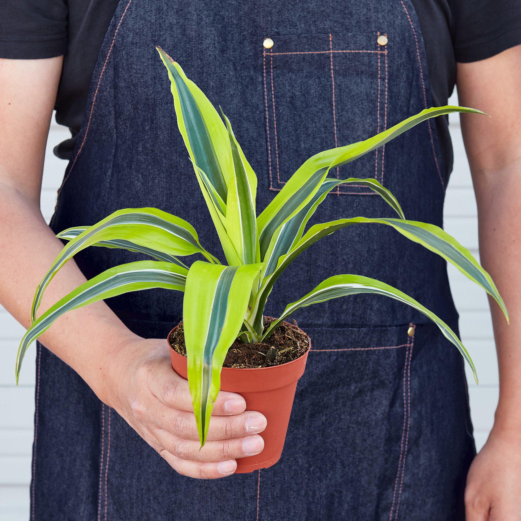 Dracaena 'Lemon Lime' - photo 3