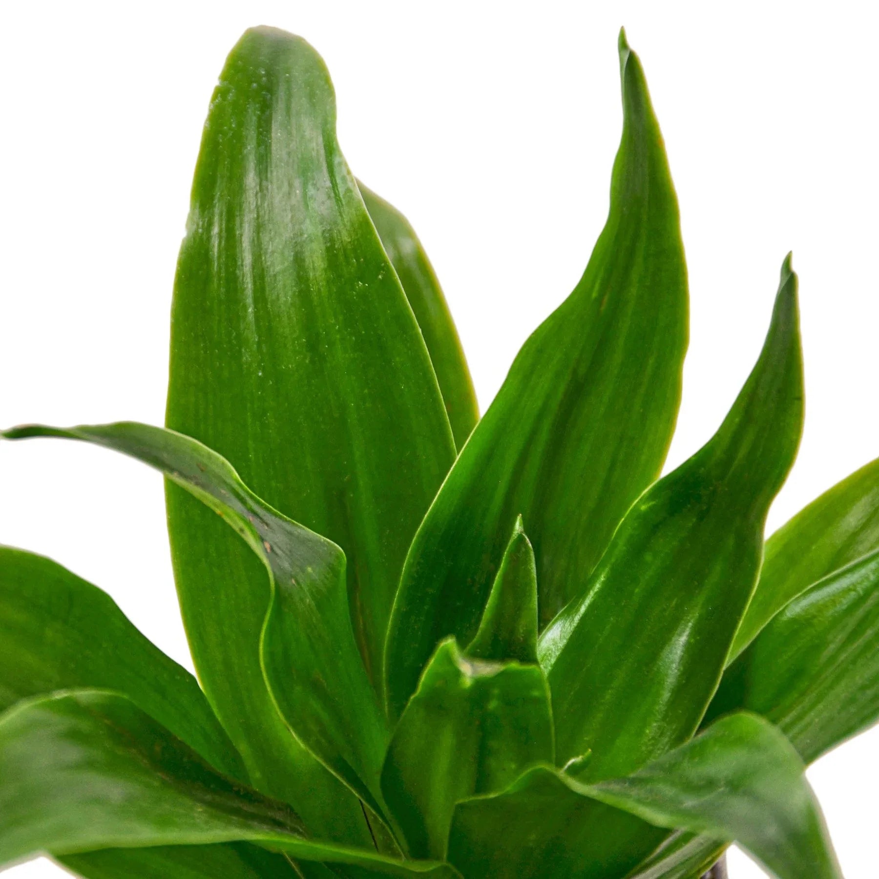 Dracaena 'Janet Craig' - photo 5