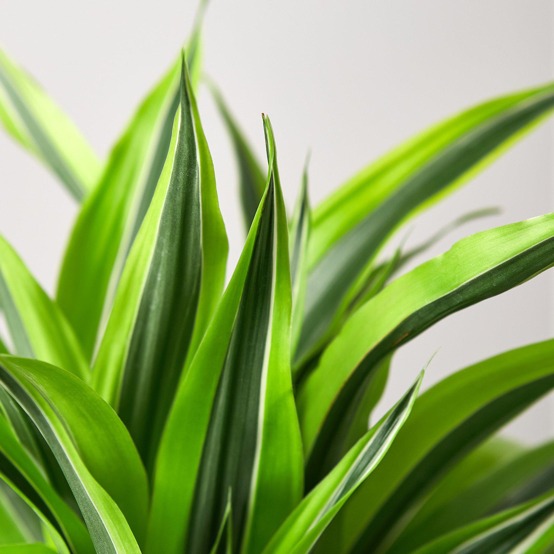 Dracaena 'Lemon Lime' - photo 5