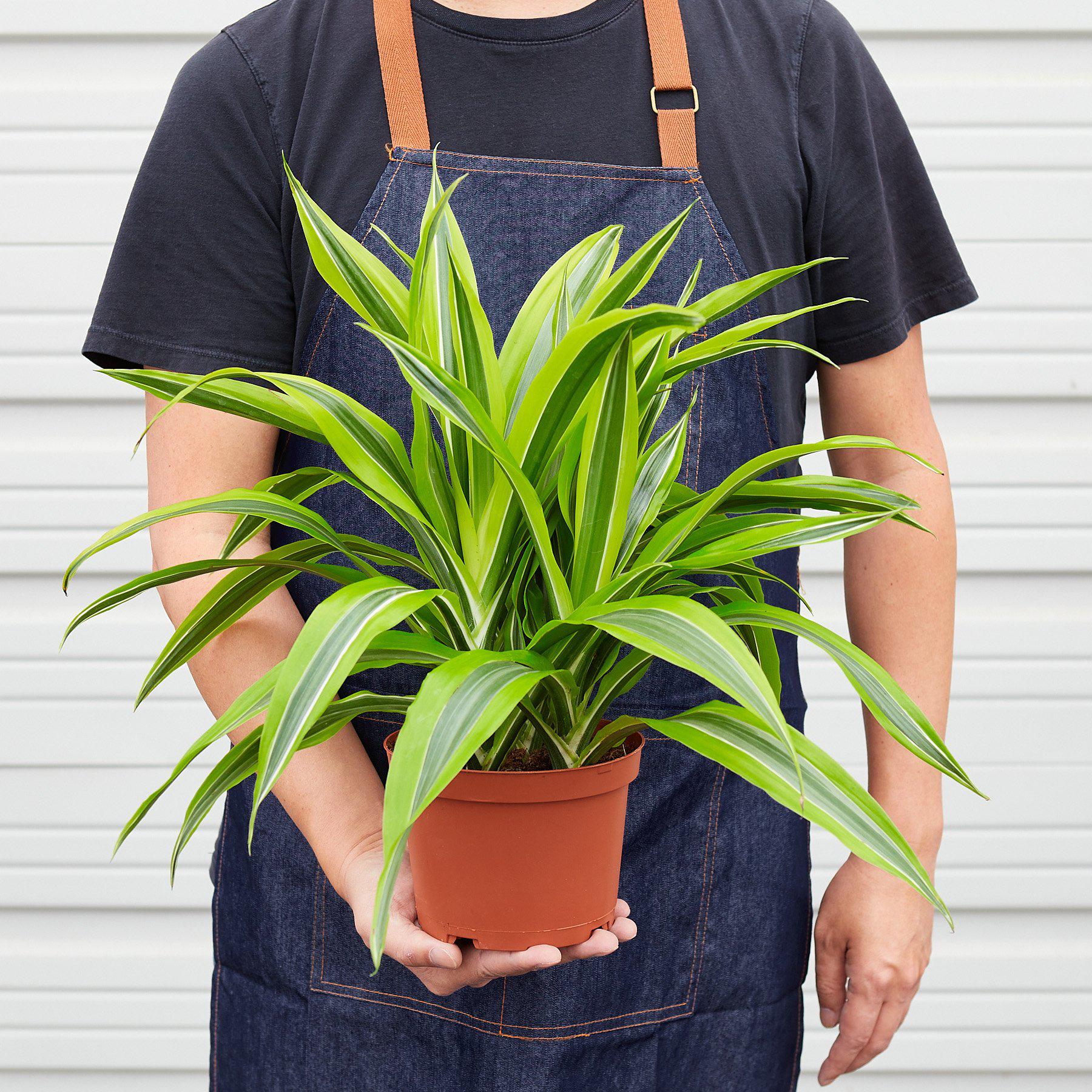 Dracaena 'Lemon Lime' - photo 6