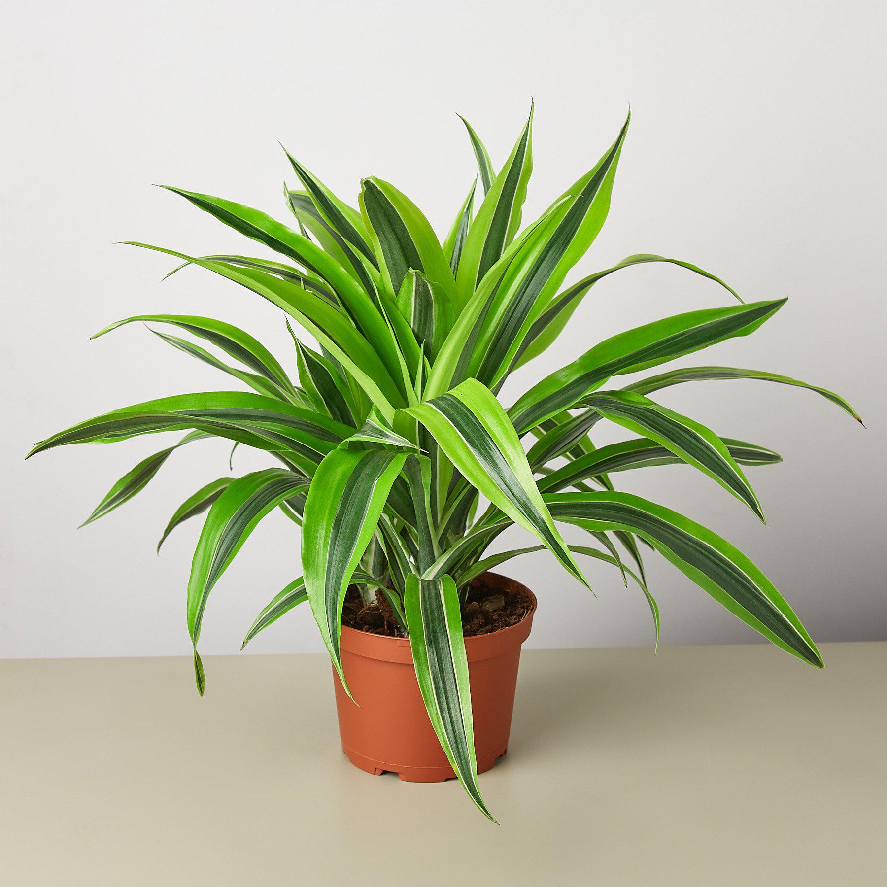 Dracaena 'Lemon Lime' - photo 4