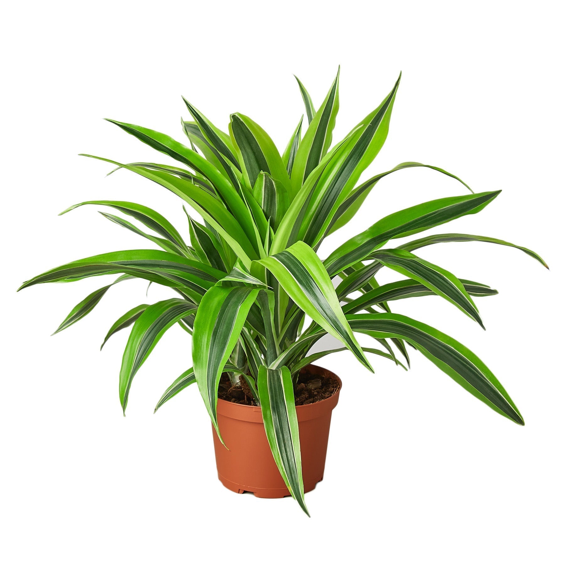 Dracaena Deremensis 'Lemon Lime' - 6" Pot live houseplant