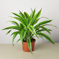 Dracaena 'Lemon Lime' - photo 4