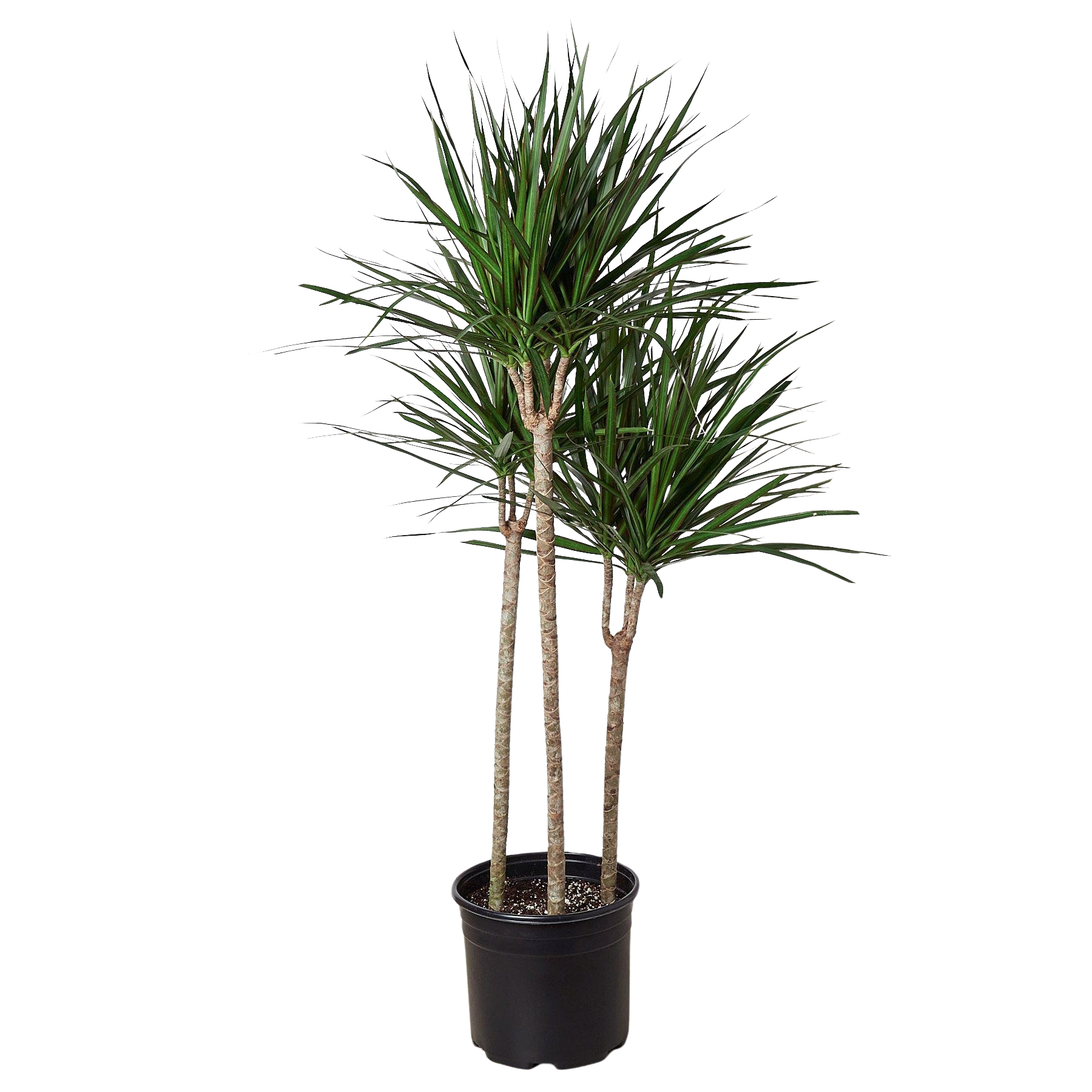 Dracaena 'Marginata Cane' - photo 5