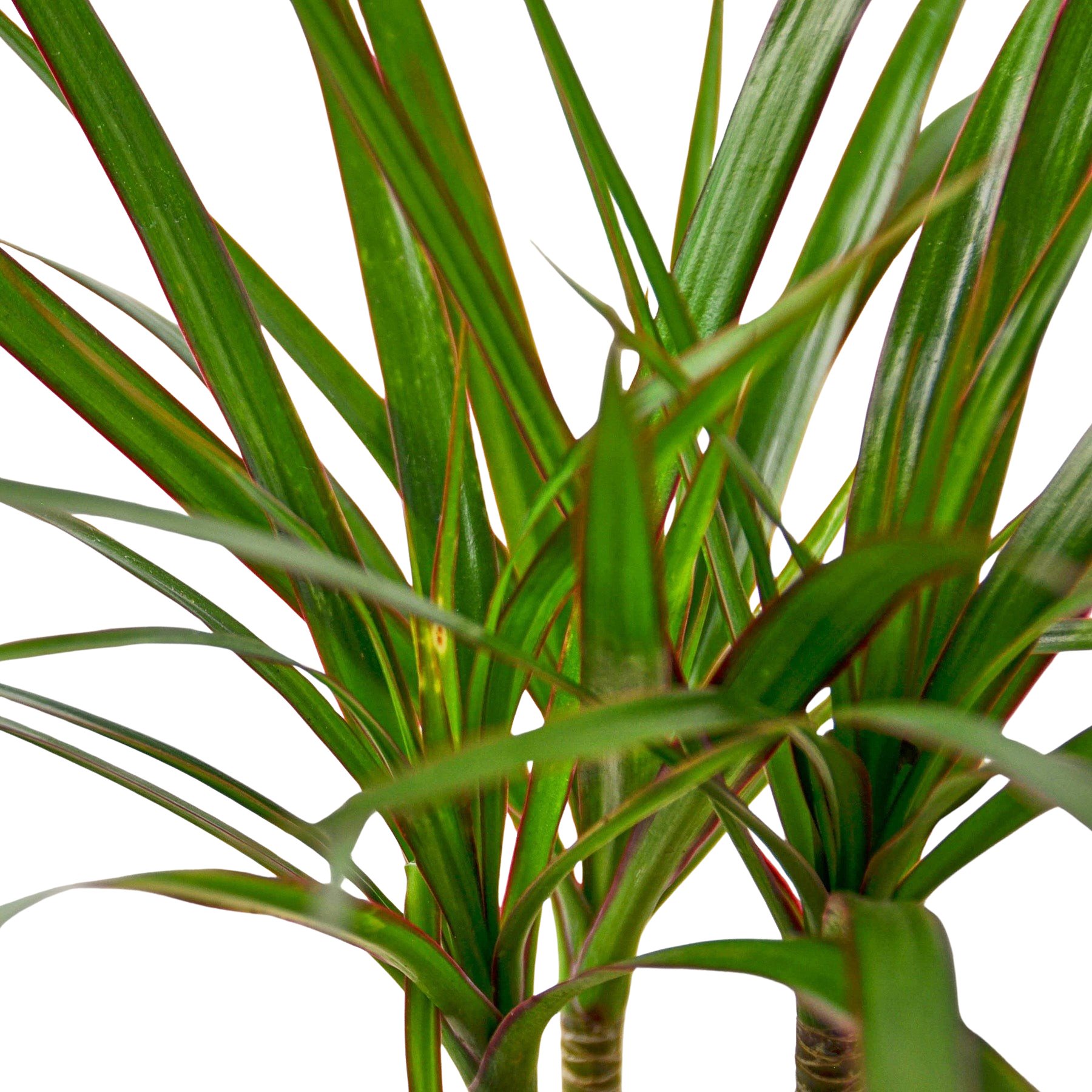 Dracaena 'Marginata Cane' - photo 2