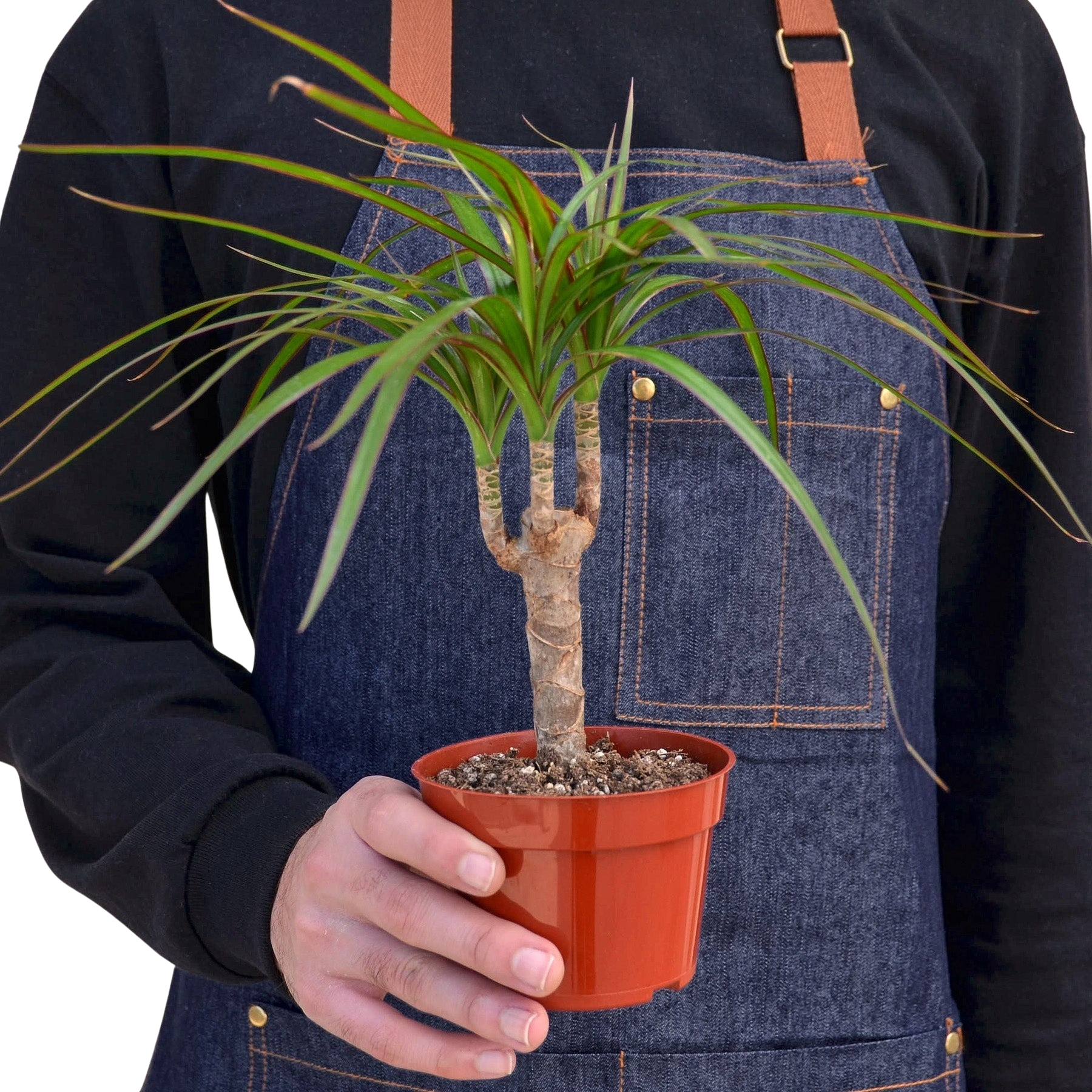 Dracaena 'Marginata Cane' - photo 3