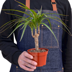 Dracaena 'Marginata Cane' - photo 3