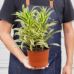 Dracaena Song of India - photo 4