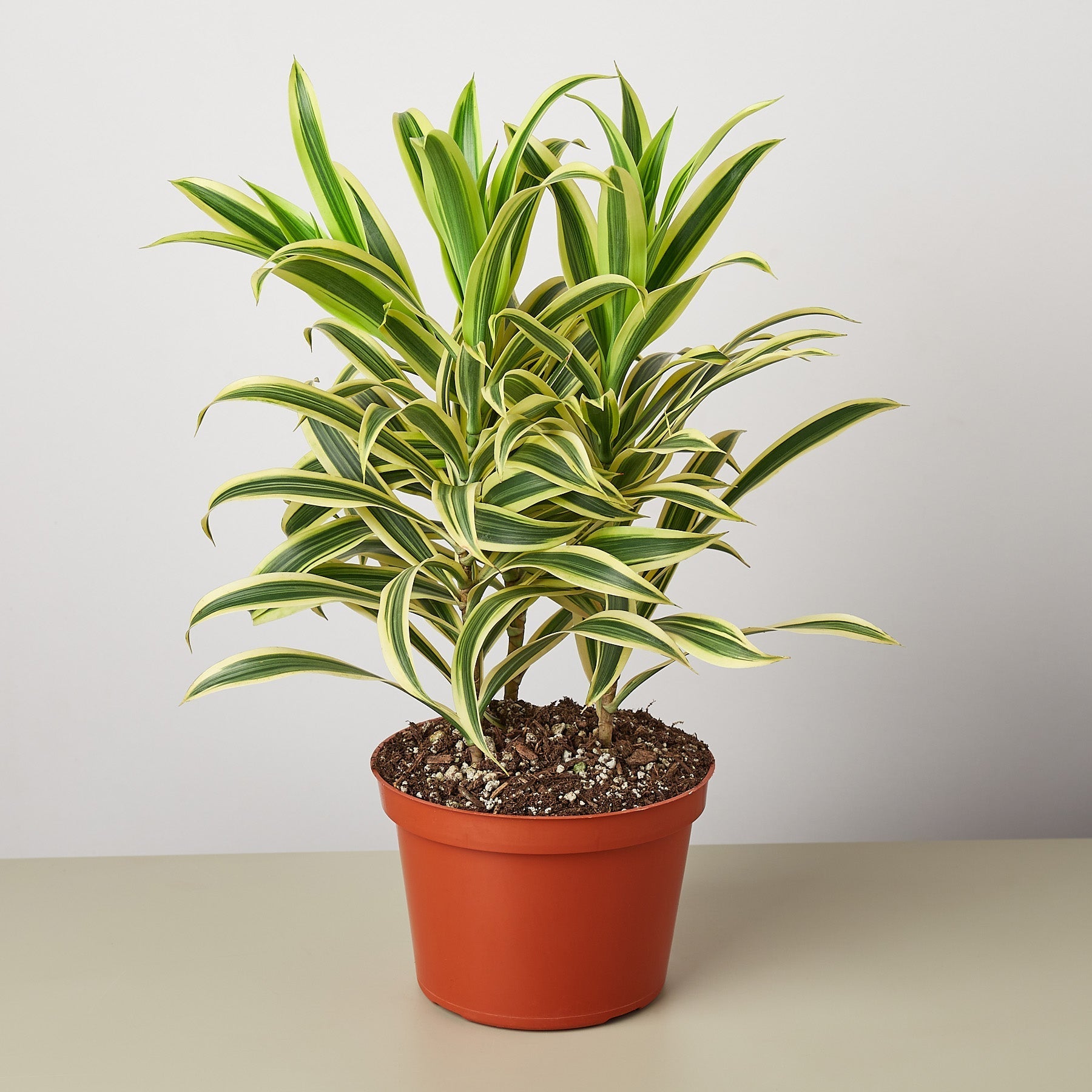 Dracaena Song of India - photo 3