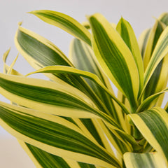 Dracaena Song of India - photo 2