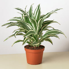Dracaena 'Warneckii White Jewel' - photo 3