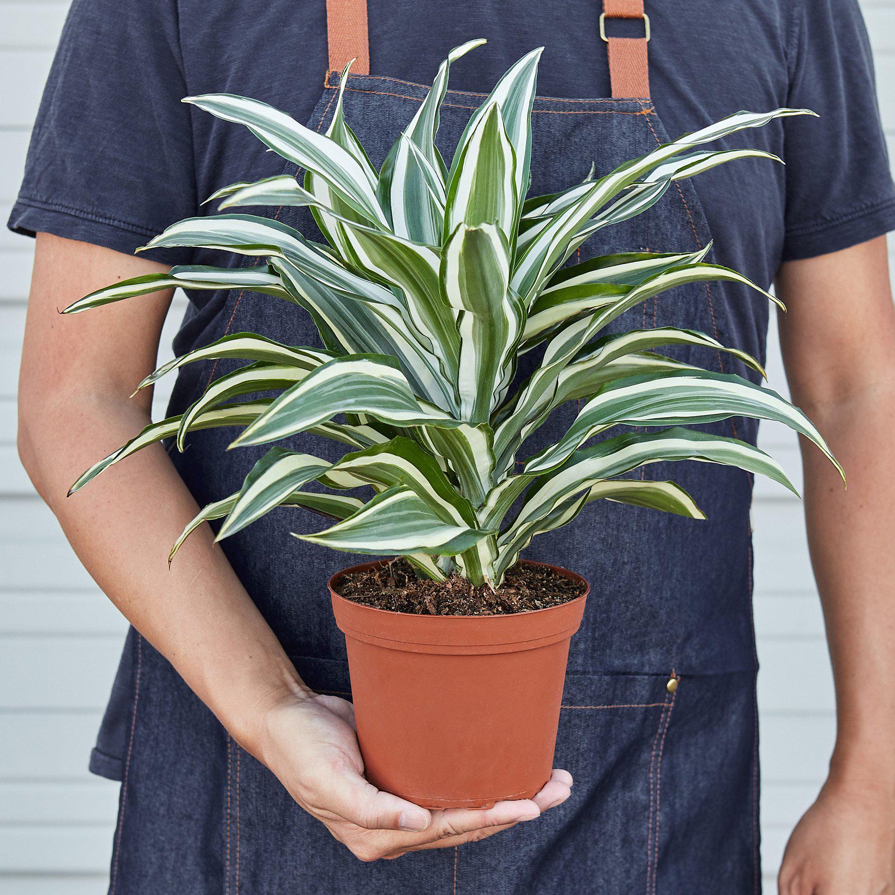 Dracaena 'Warneckii White Jewel' - photo 2