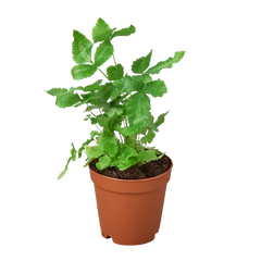 Pteris Cretica 'Albo Fern' - photo 4